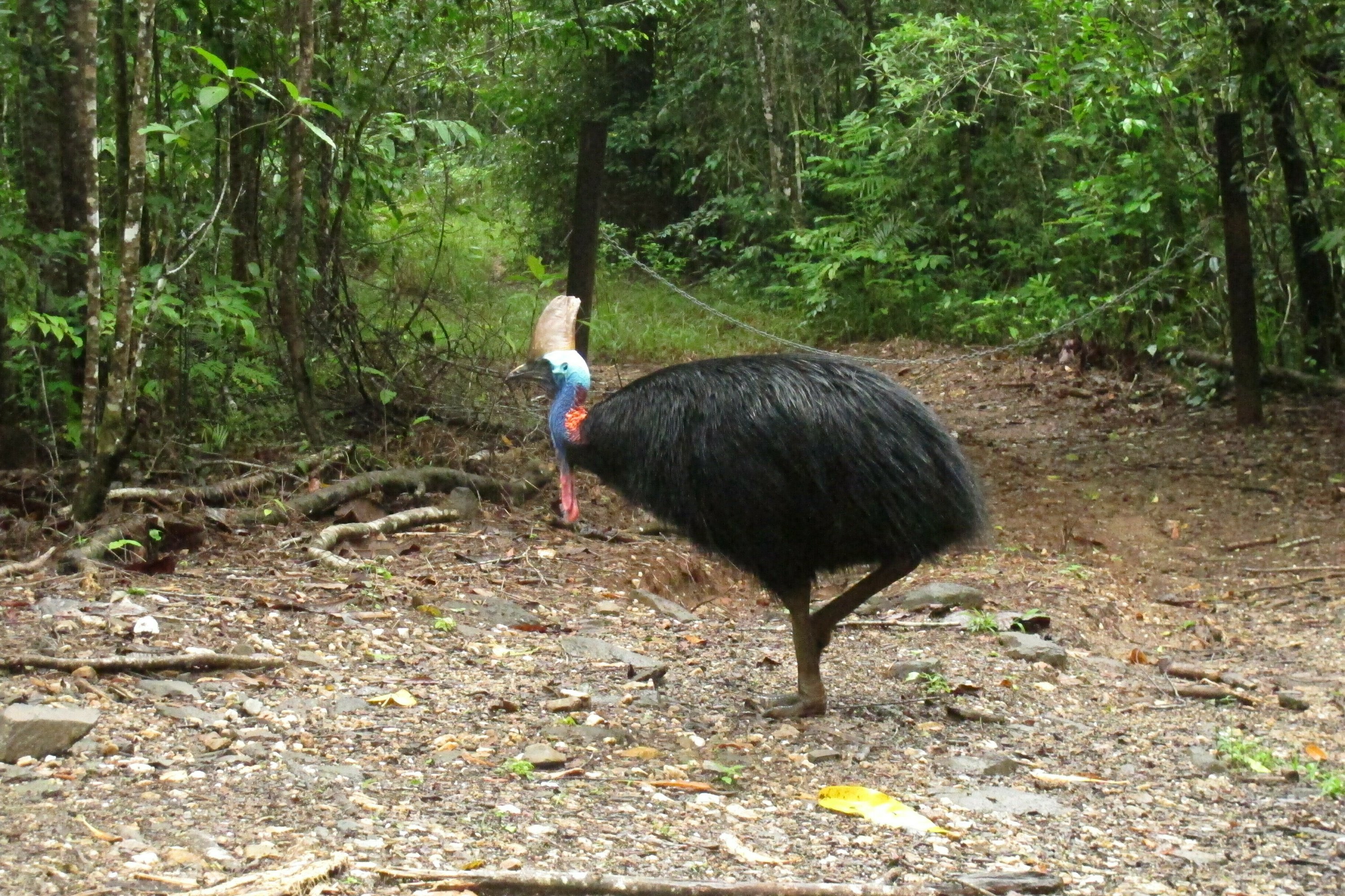 Large flightless bird attacks and kills its fallen owner AP News