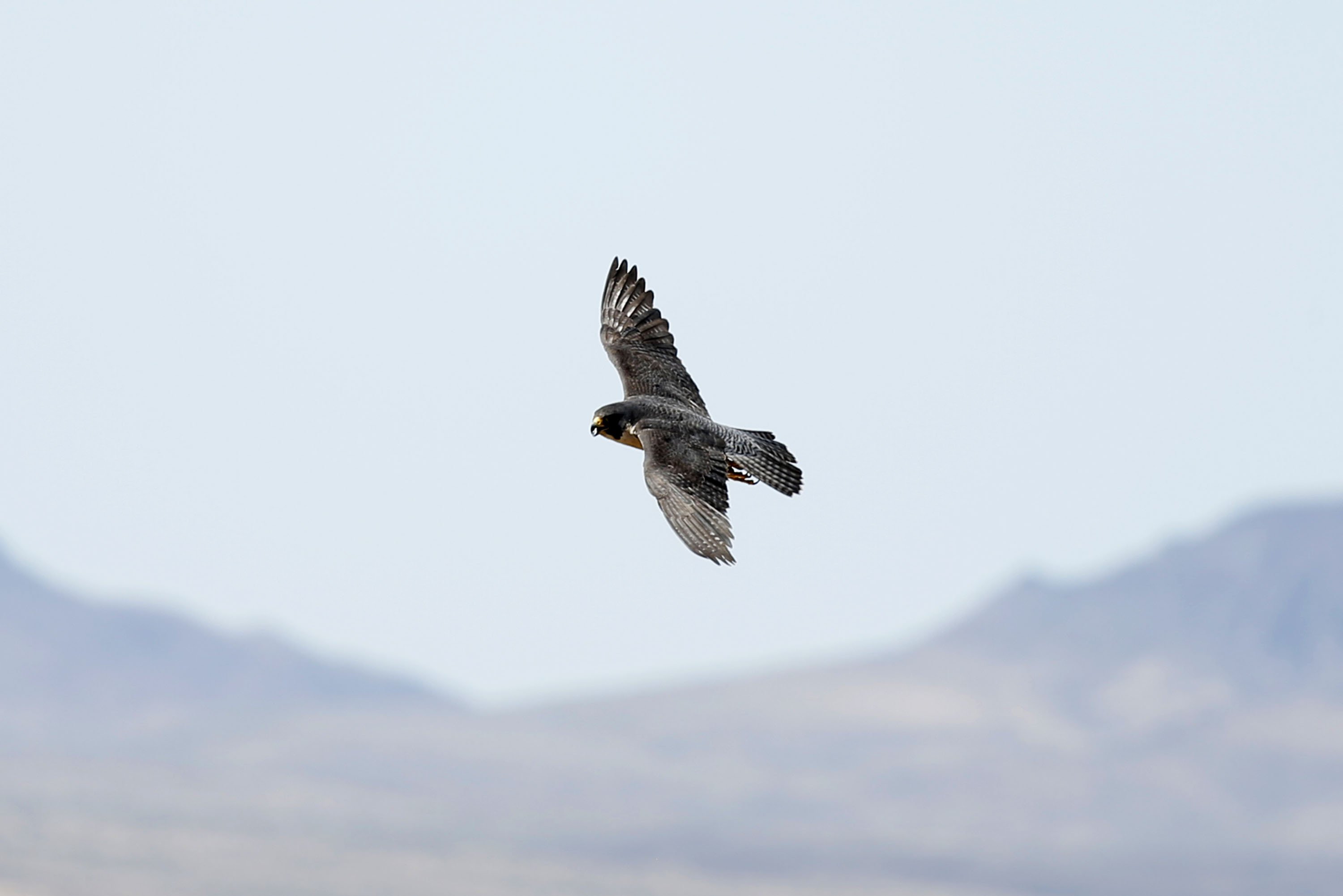 Peregrine Falcons Soaring Again At Lake Mead