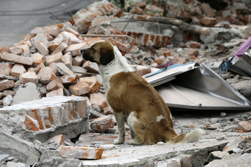 Al Menos 61 Muertos Por Terremoto En Mexico