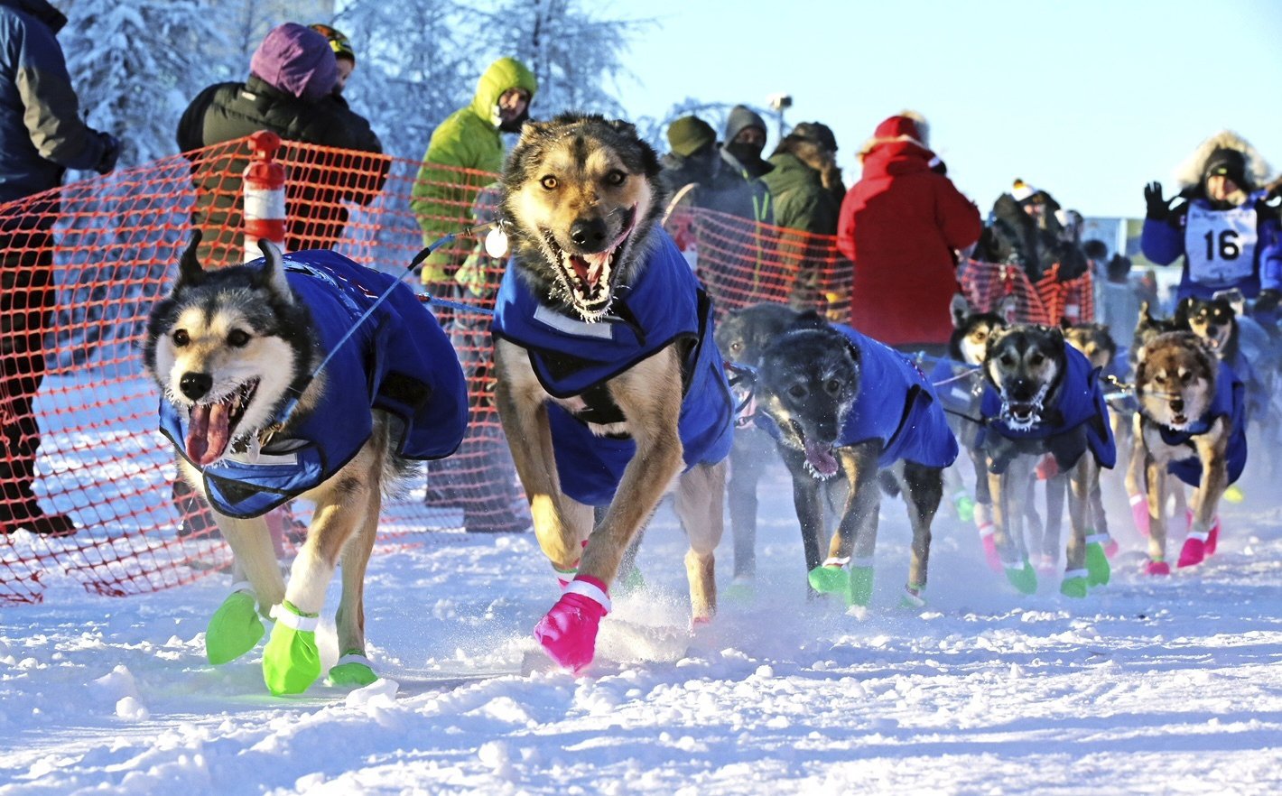 Russian team dog. Юкон квест гонки на собаках. Собака на старте. Гонки за лайками. Собака Team Russia.