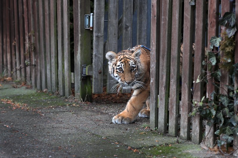 Rejected Tiger Cub Being Cared For At German Couple S Home