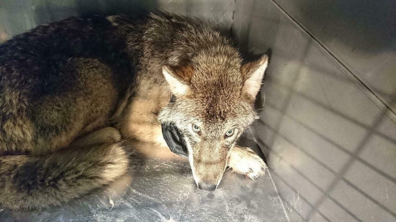 animal saved from icy