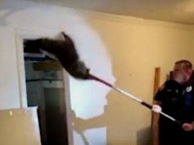 Raccoon Family Drops Through Ceiling Of Michigan Home