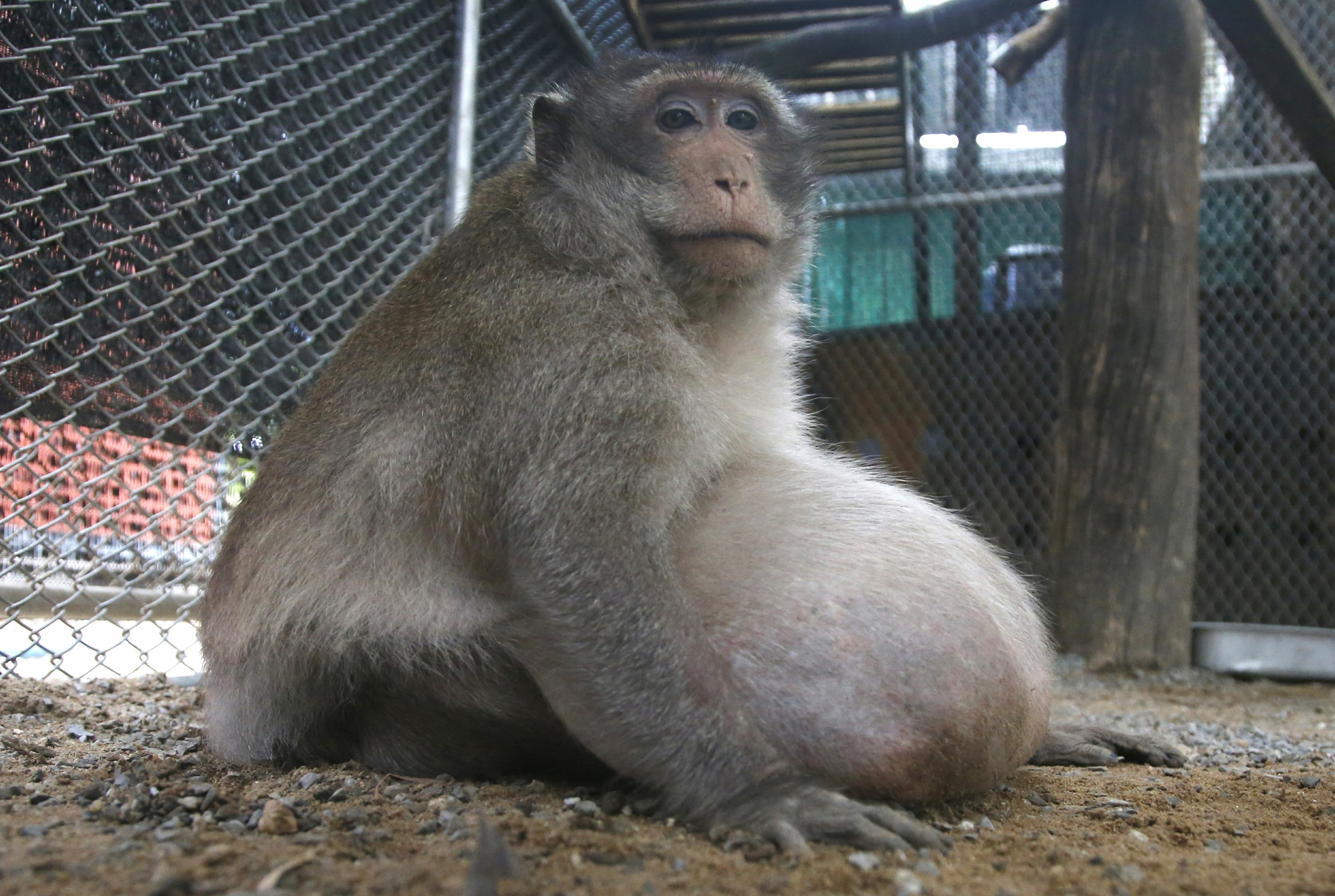 Thailand\u0026#39;s chunky monkey on diet after gorging on junk food | AP News