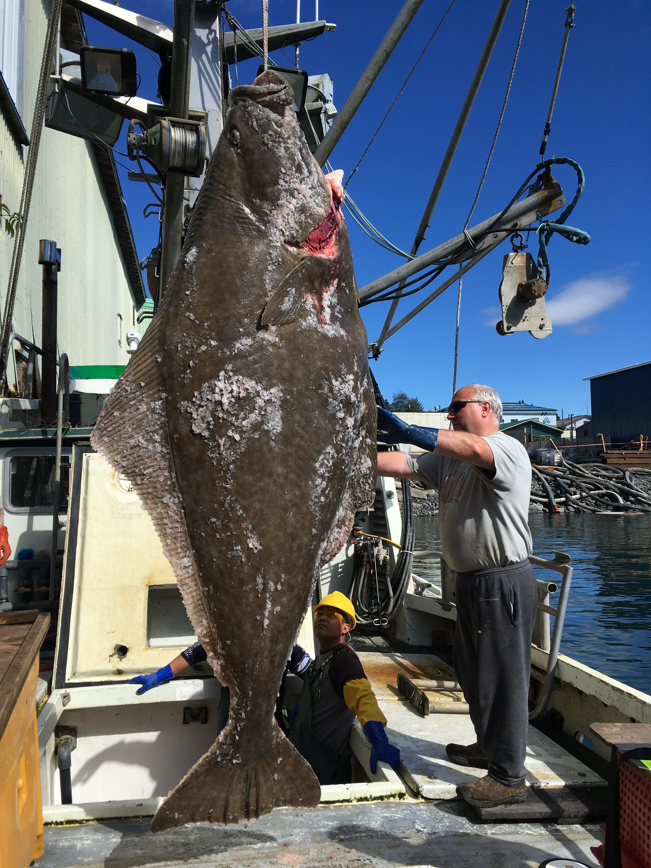 Alaska Fishermen Snag Nearly 400 Pound Halibut