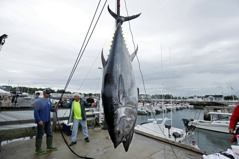 bluefin tuna