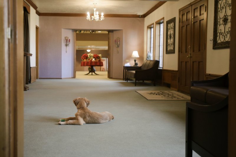 Nampa Funeral Home S Therapy Dog Brings Comfort To Families
