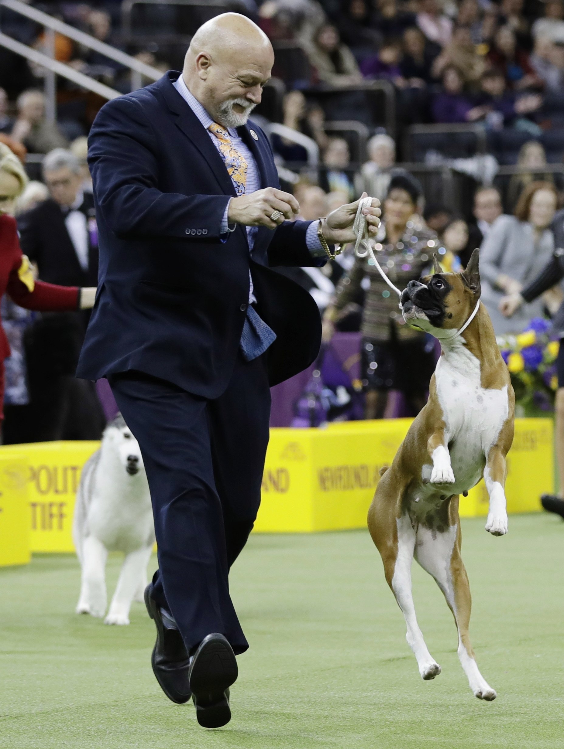 The Latest: Wilma the boxer wins Westminster working group