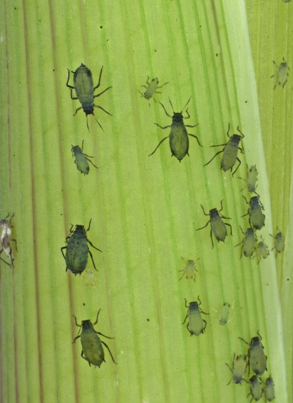Scientists: US military program could be seen as bioweapon