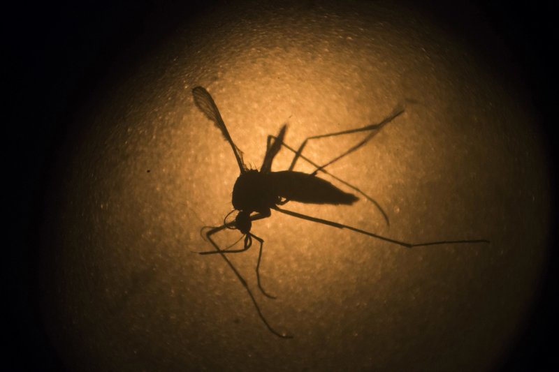 Aedes aegypti mosquito