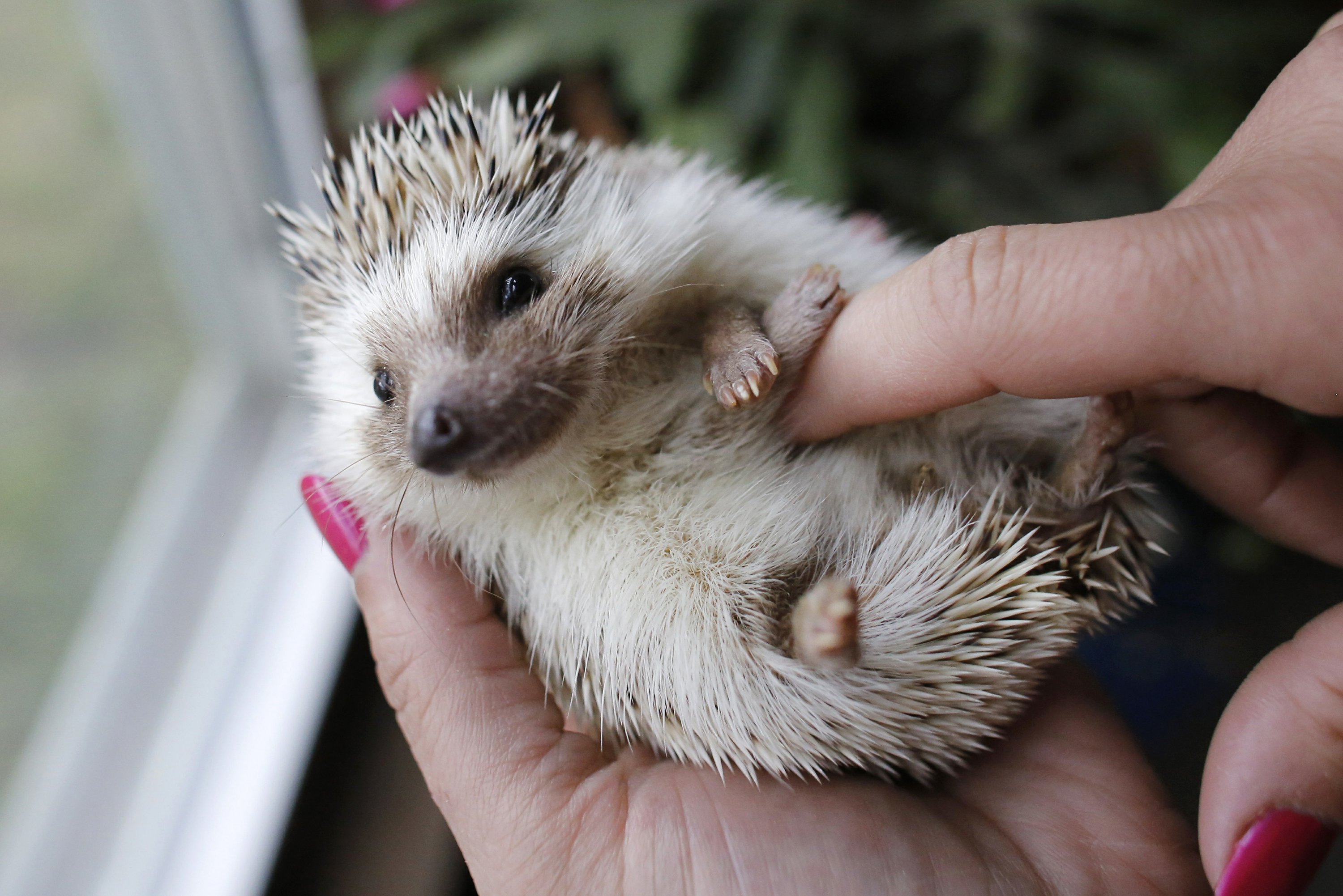 Maine Students Push For Passage Of Prickly Hedgehog Pet Bill Ap News