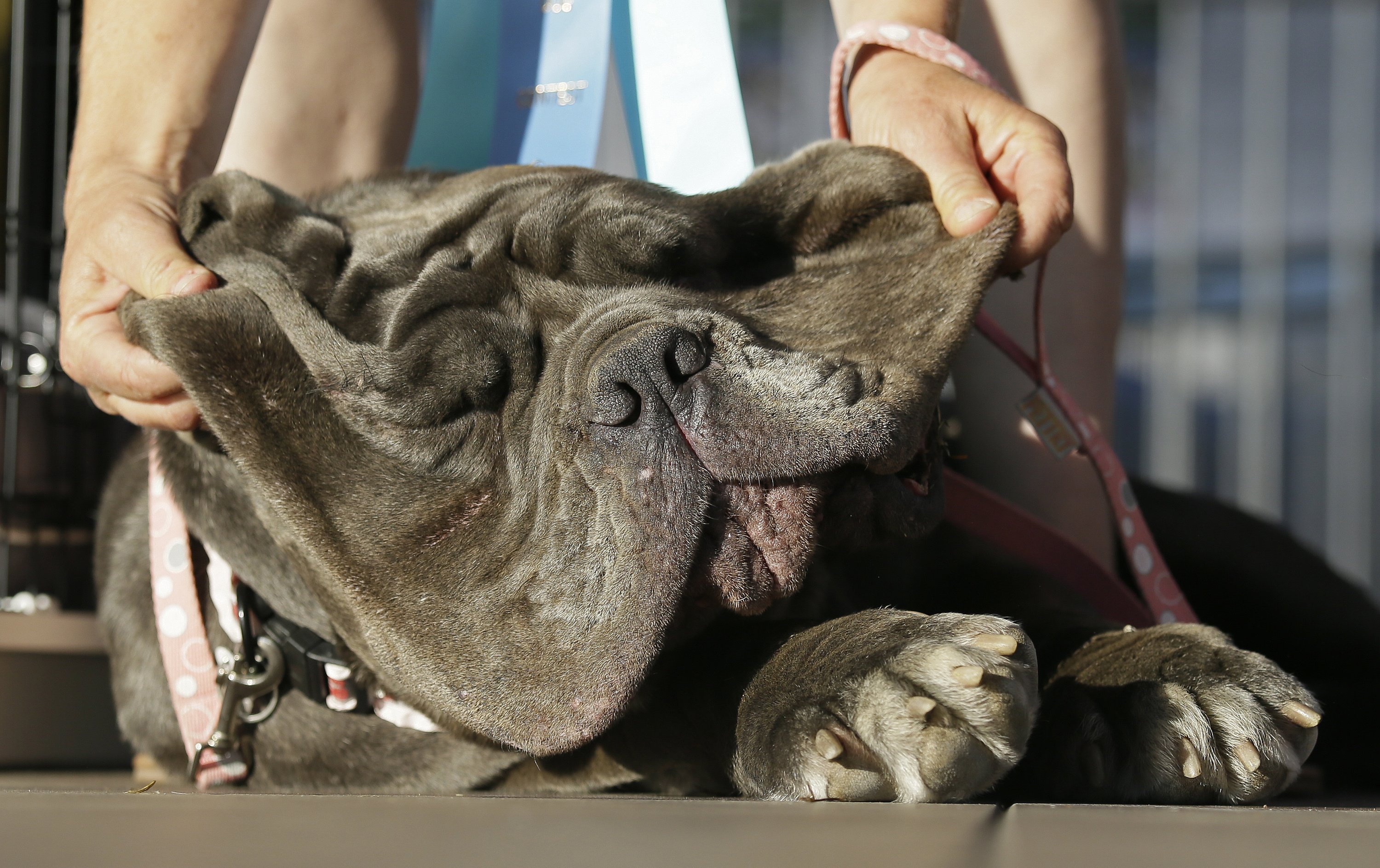 ugliest dog breed