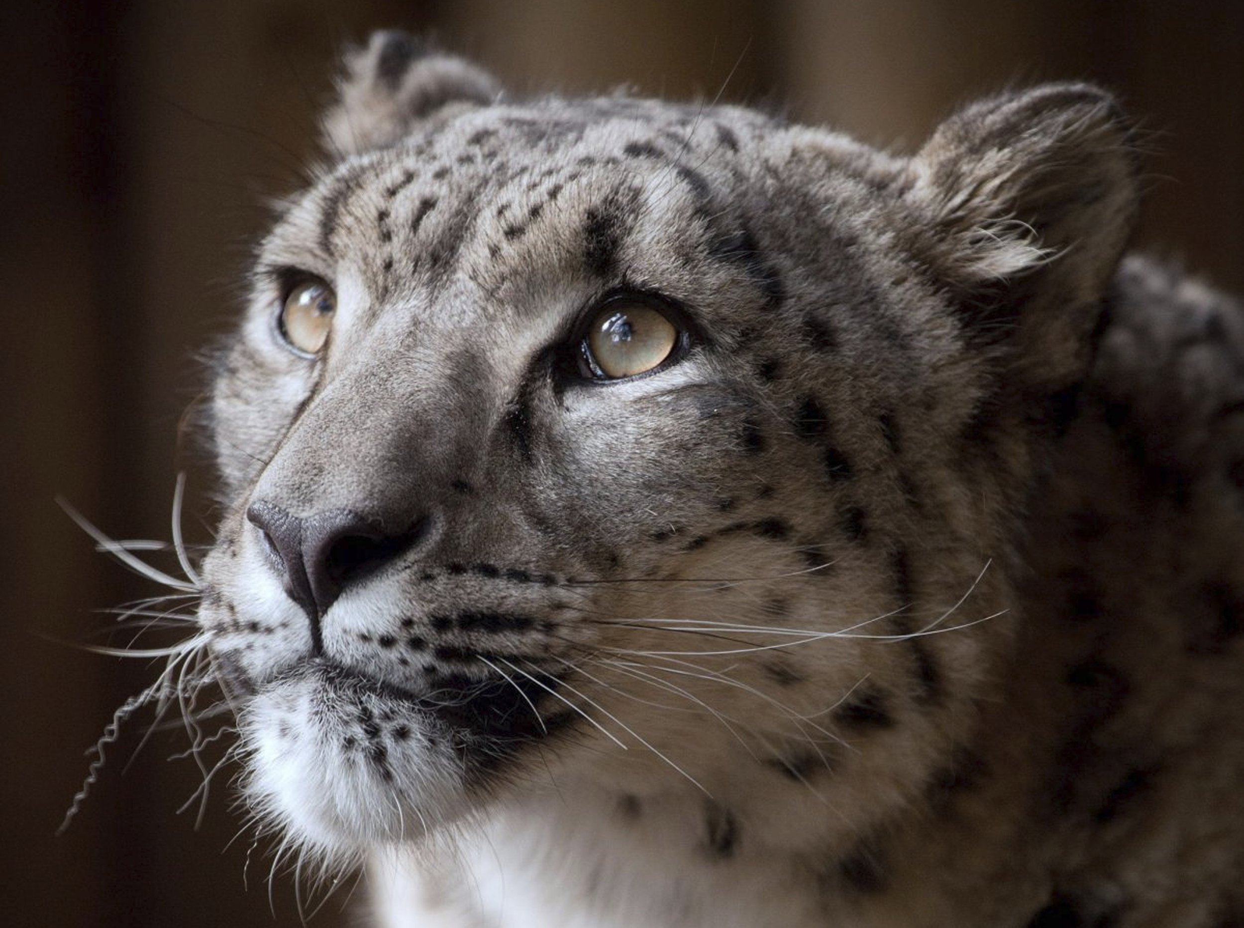 British Zoo Defends Decision To Kill Escaped Snow Leopard