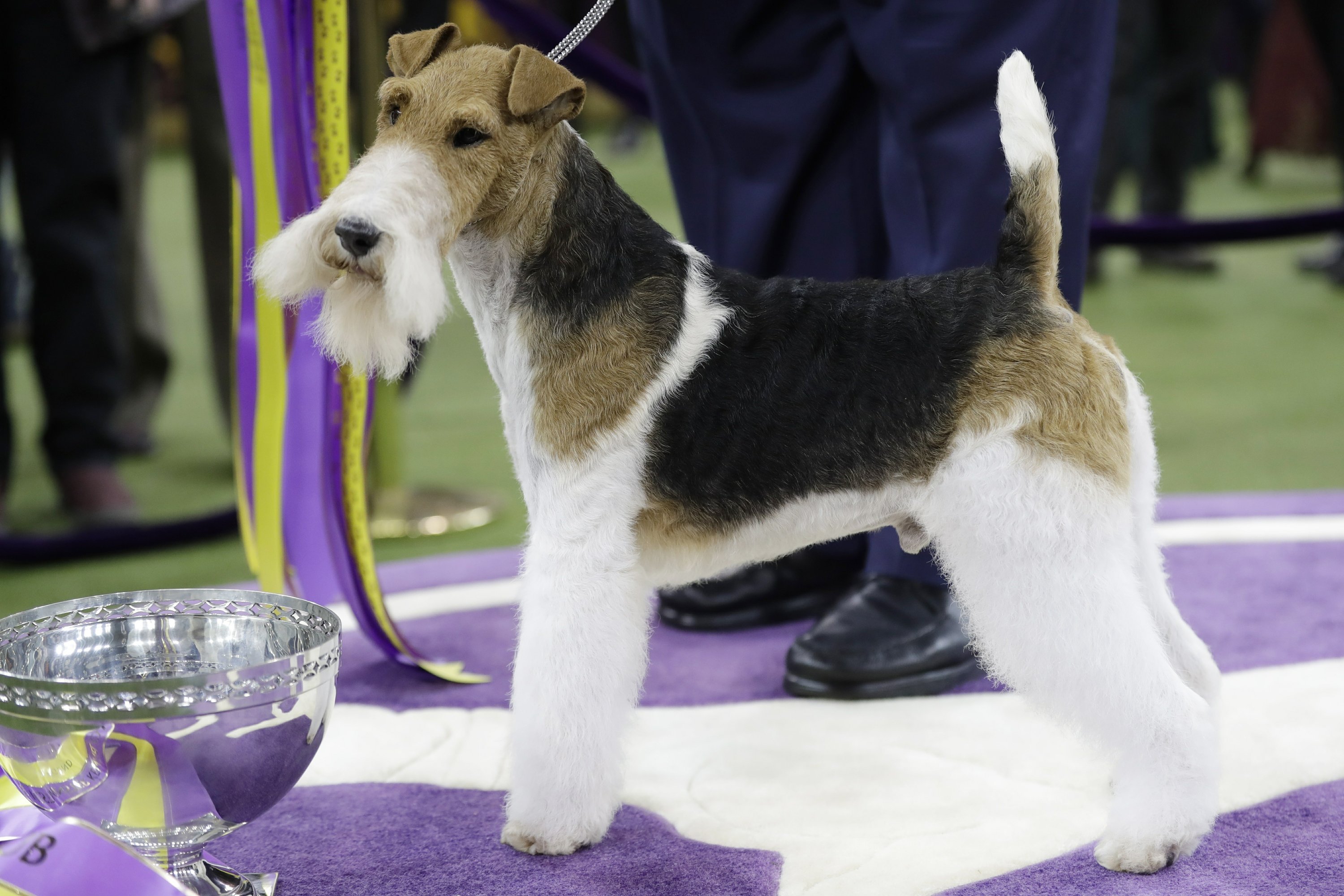 King the wire fox terrier takes 