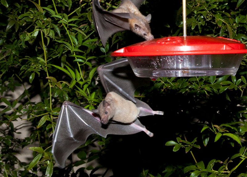 Bat Key To Tequila Trade Gets Off Us Endangered Species List