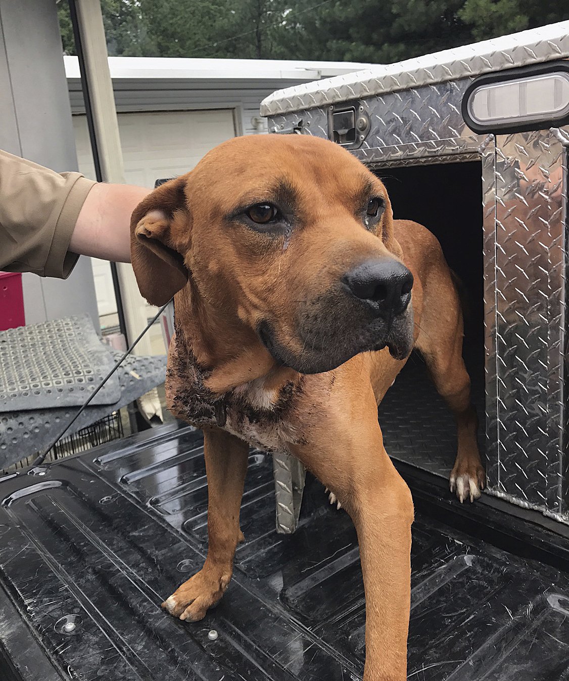 Can You Chain A Dog In Nc