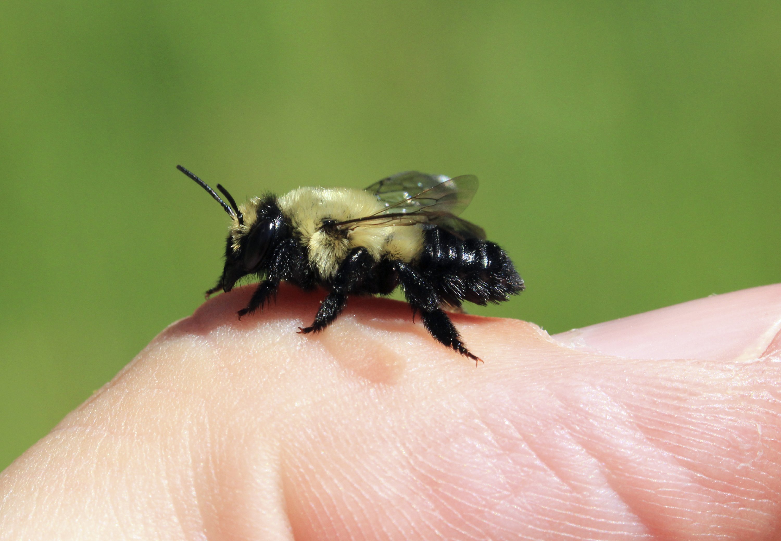 First Ever Tally Finds About 465 Bee Species In Michigan