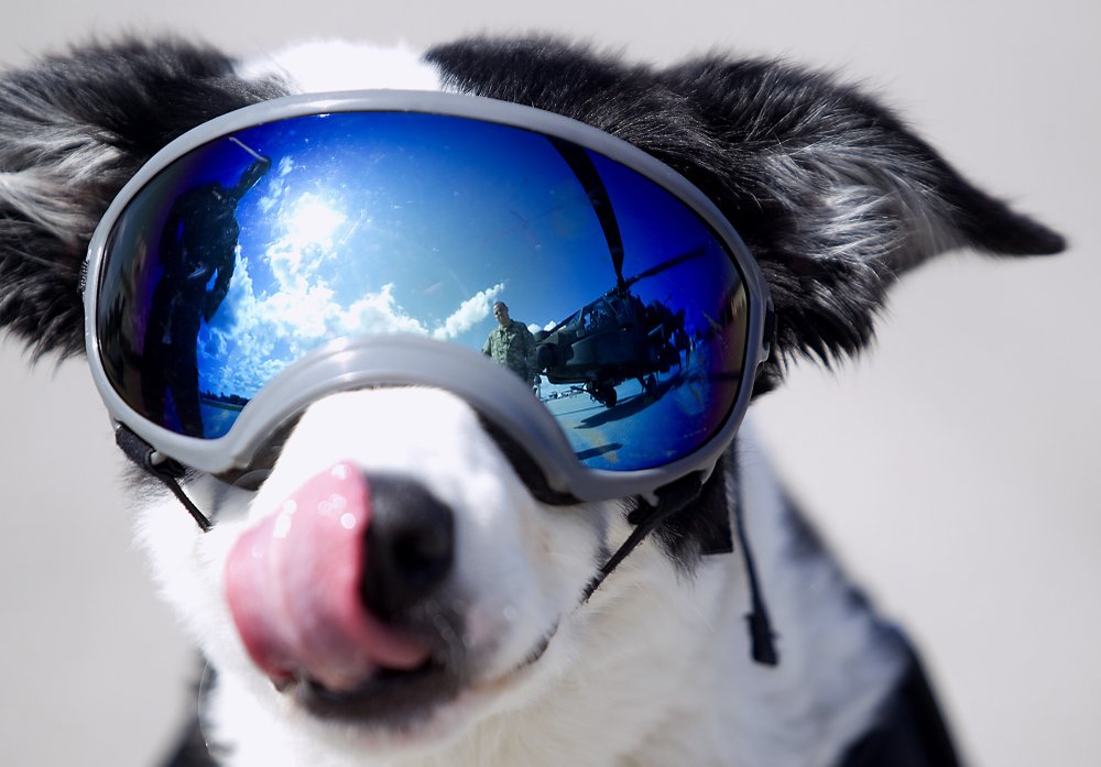 dog with ski goggles