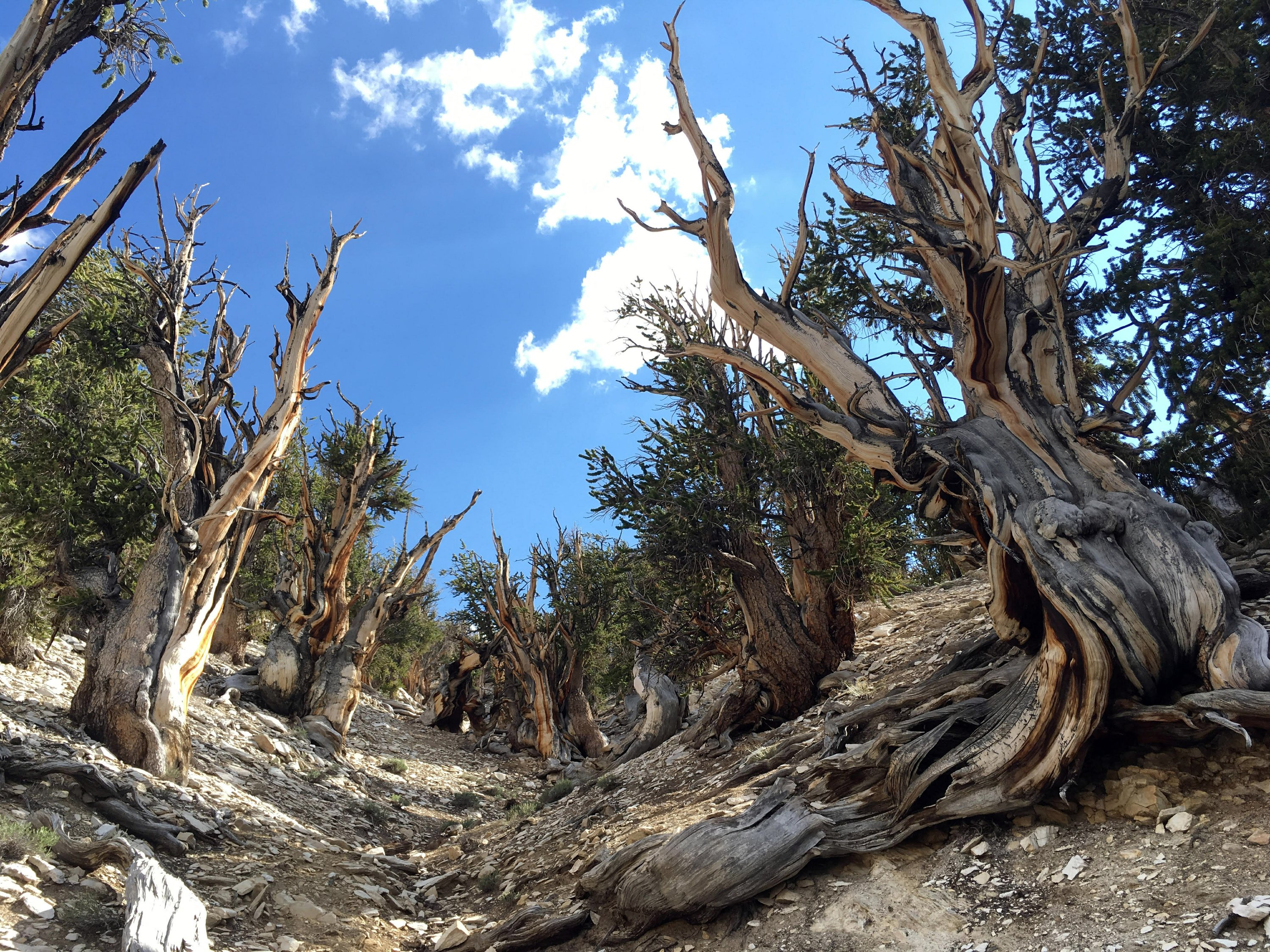 Scientists Future Of Oldest Tree Species On Earth In Peril AP News