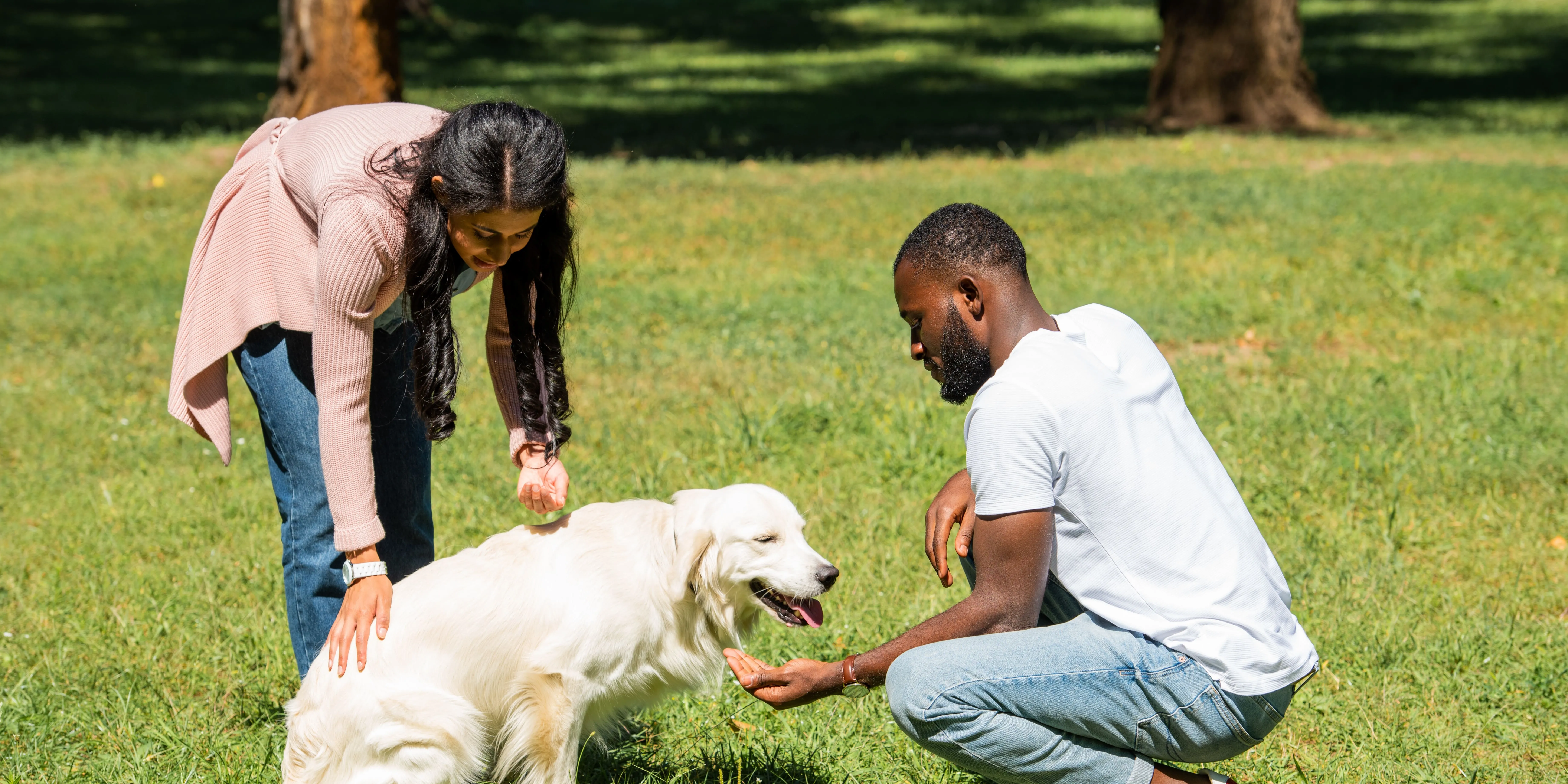 Dicas para Adestrar seu Cão em Casa