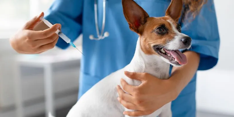 A importância da vacinação para a saúde do seu pet