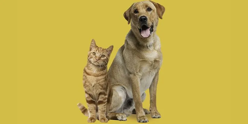 As diferenças entre criar um cachorro e um gato