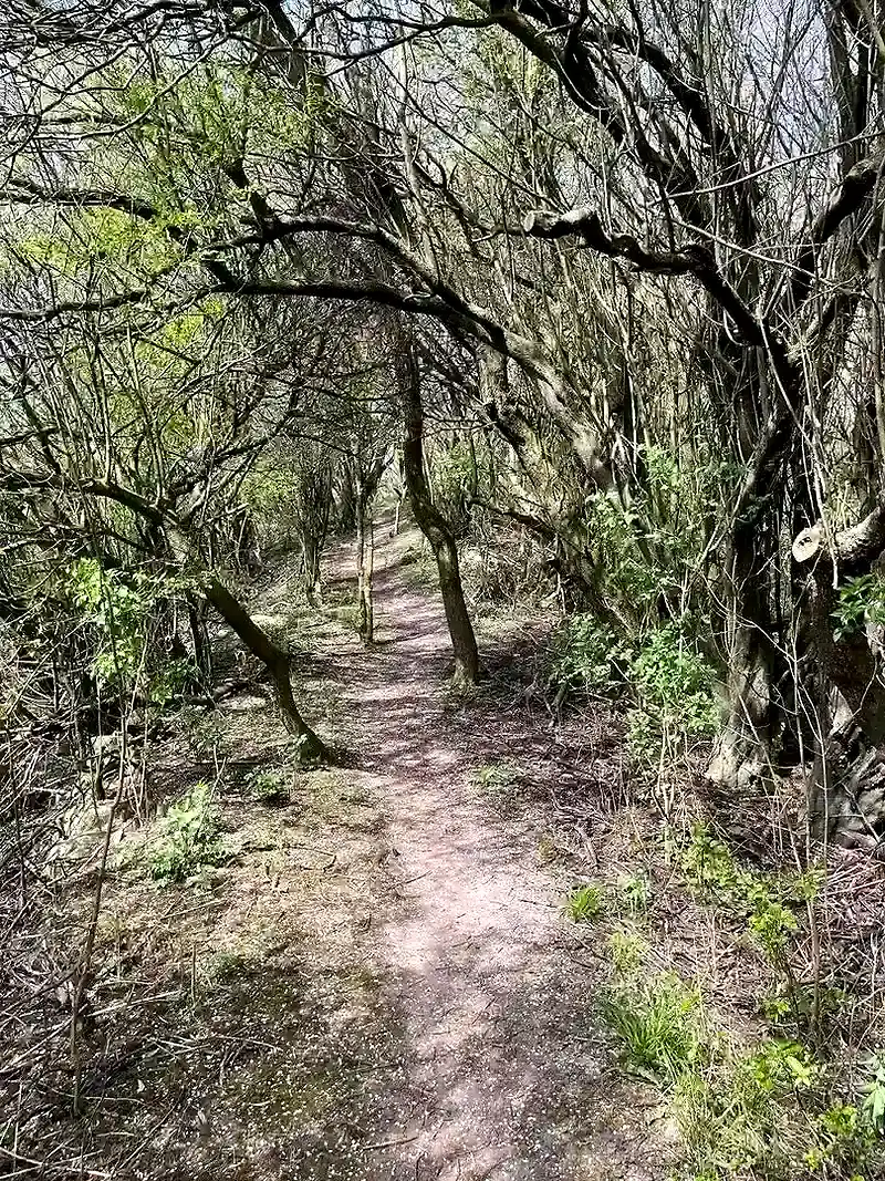 Skovvej på Bornholm, mulig løberute.