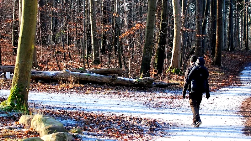 Person vandrer på sti i Boserup Skov.