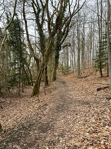 Skovssti i Boserup Skov, klar til trailløb.