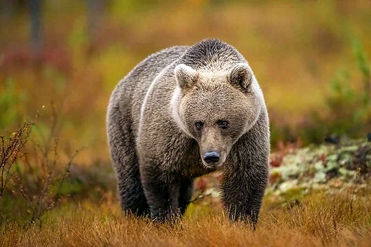 Brun bjørn i natur. Perfekt til løbslogo.
