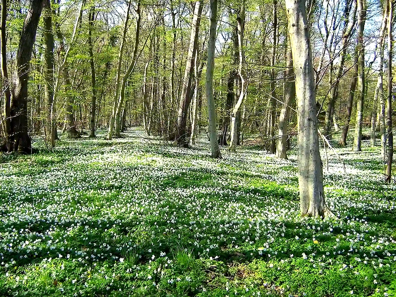 Smuk forårs skov med hvide blomster. Perfekt til løb.