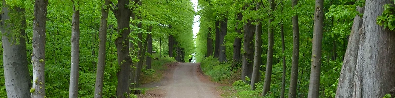 Skovsti langs Farum Sø, løberute.
