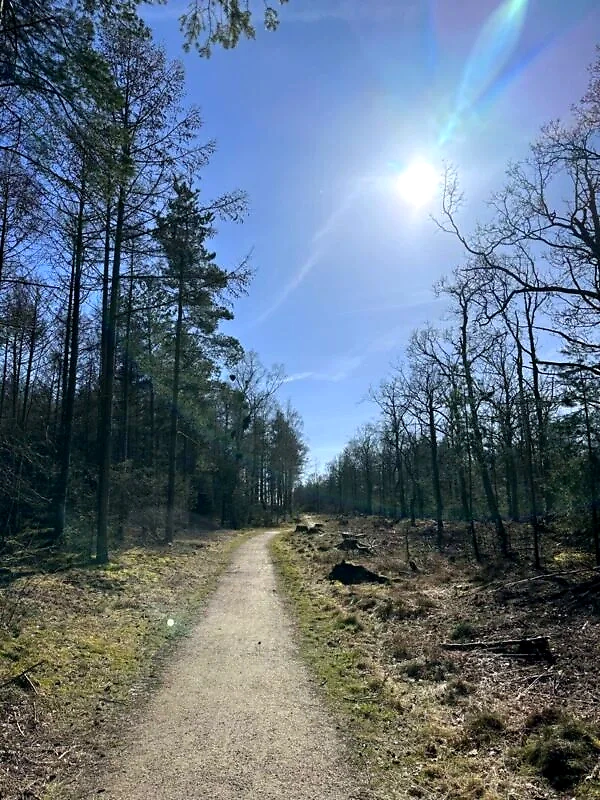 Skovløbsrute ved Grenaa Halvmarathon. Solrigt og smukt.
