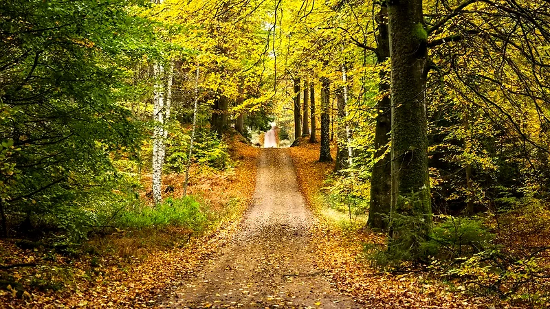 Smukt efterårsbillede af Gribskov skovsti. Ideel til trail løb.