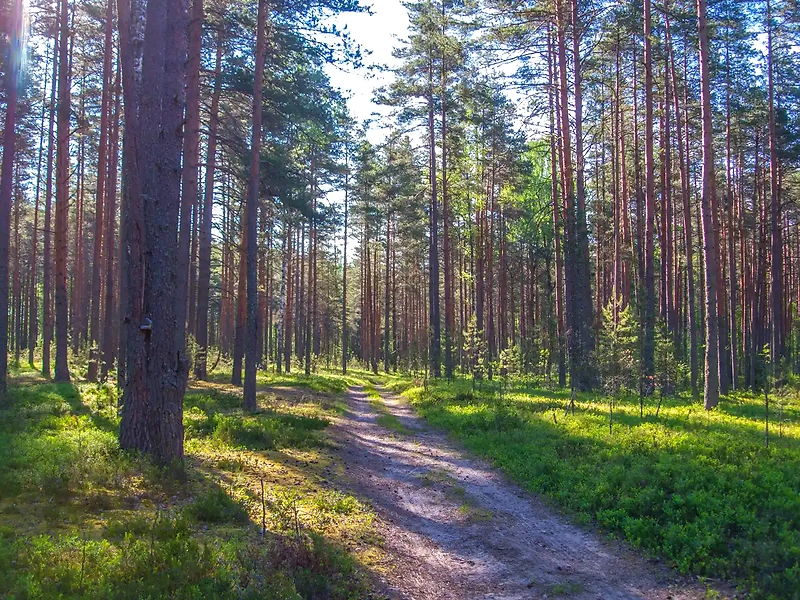 Skovvej i Tisvilde Hegn, hvor Hegnet Halvmarathon løber.