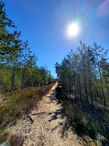 Skovløbesti i Hökensås. Solskin og smuk natur.