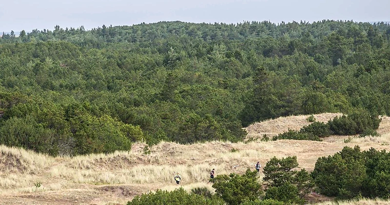 Løb i Skagen Odde's smukke natur.
