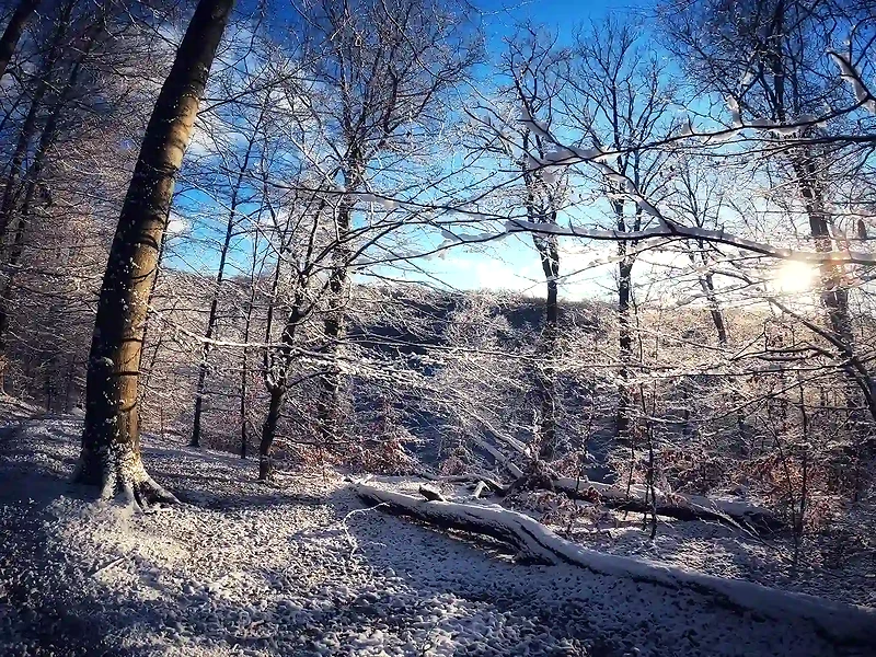 Vinterlig skovscene fra Kirkeskoven. Sne på træer og jord.