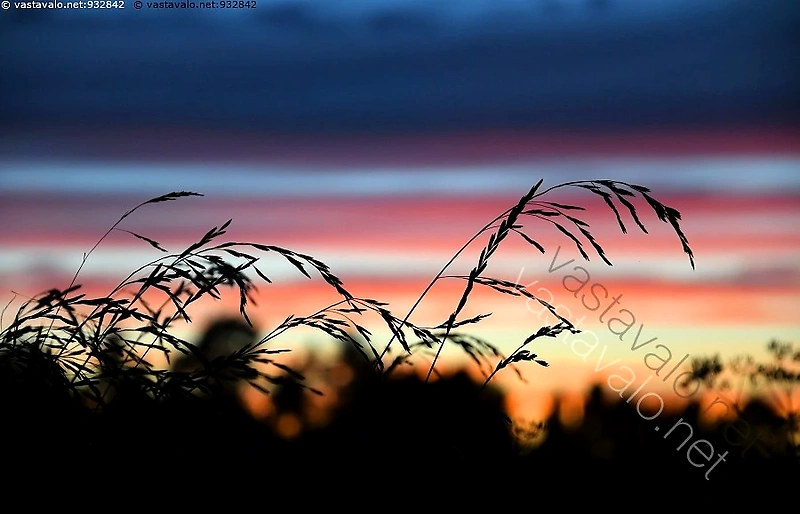 Sunset silhouette with hay.