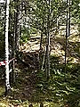 Metsäpolku, jossa juoksureitti SaaristoTrailille.