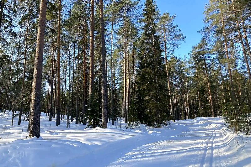 Kuva {x}Vimpelinvaaran Maastojuoksu