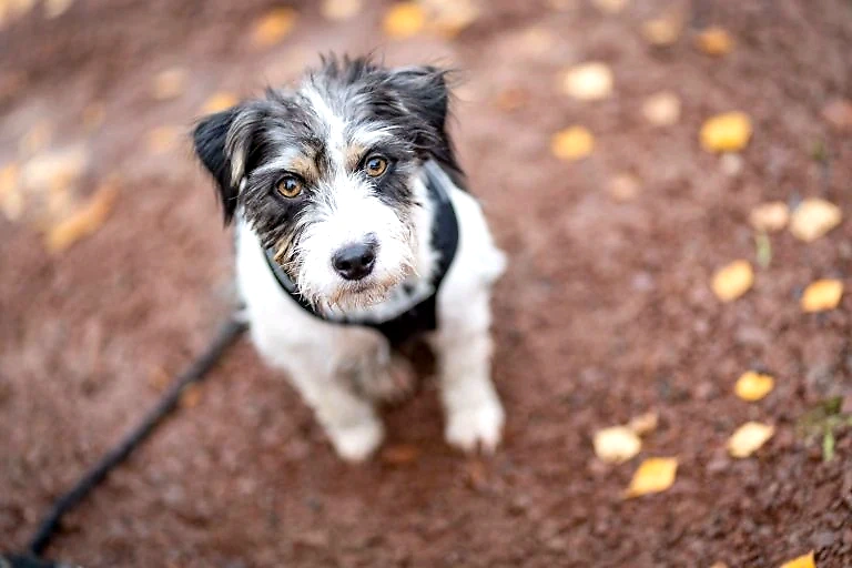 Sweet dog looks up. Perfect for Vom Dogrun!