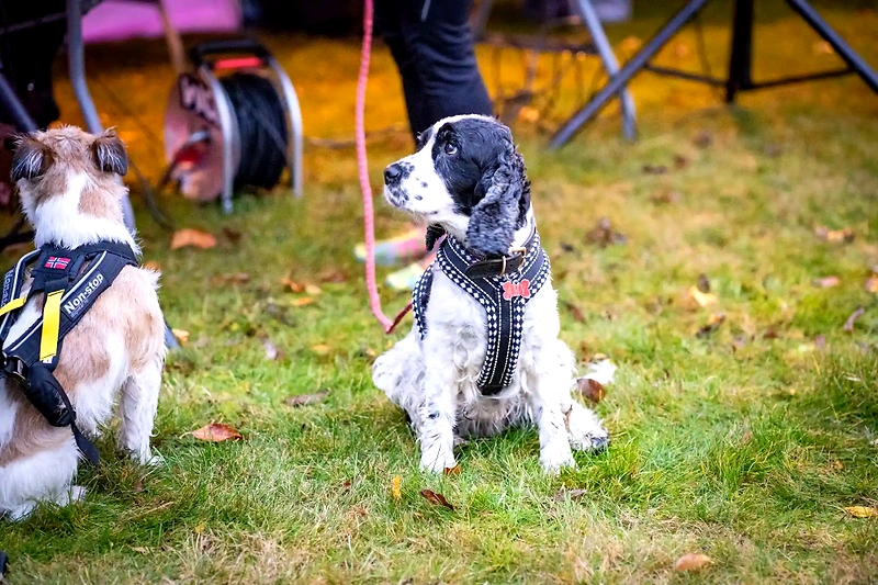 Dogs on grass during the Vom Dogrun event.