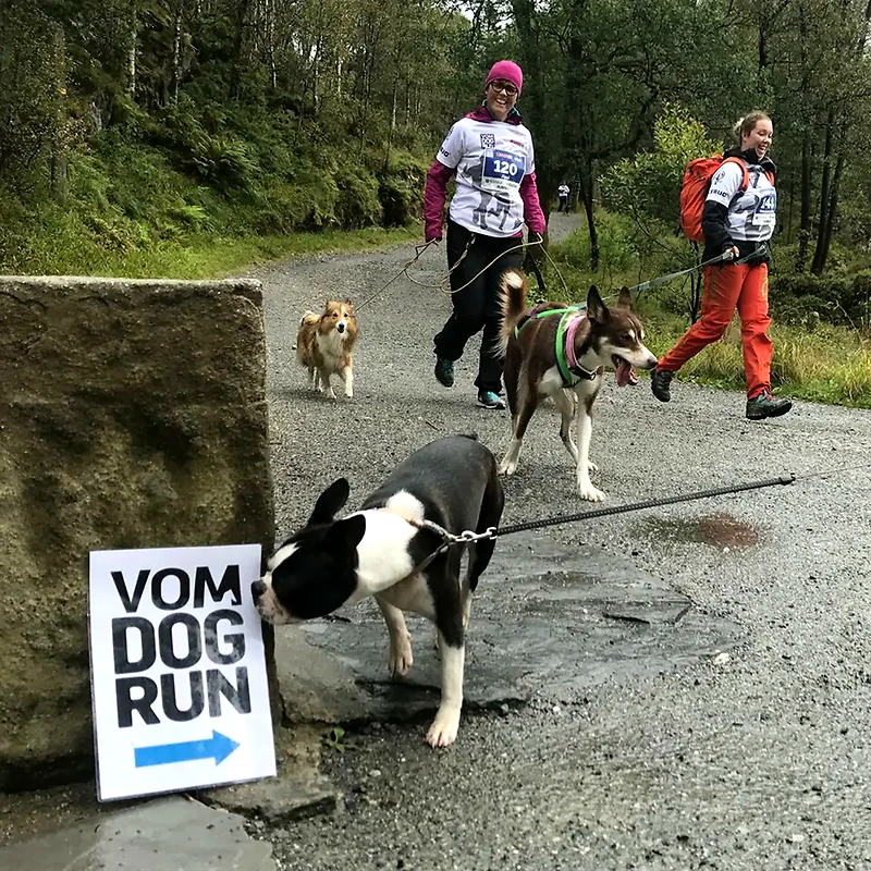 Pictures of people and dogs running at Vom Dogrun.