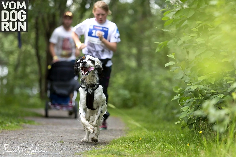 Dog running on a trail with a person in the background.