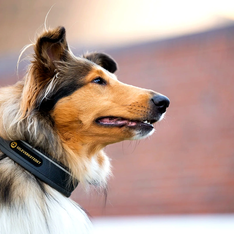 Close-up image of a dog in profile.