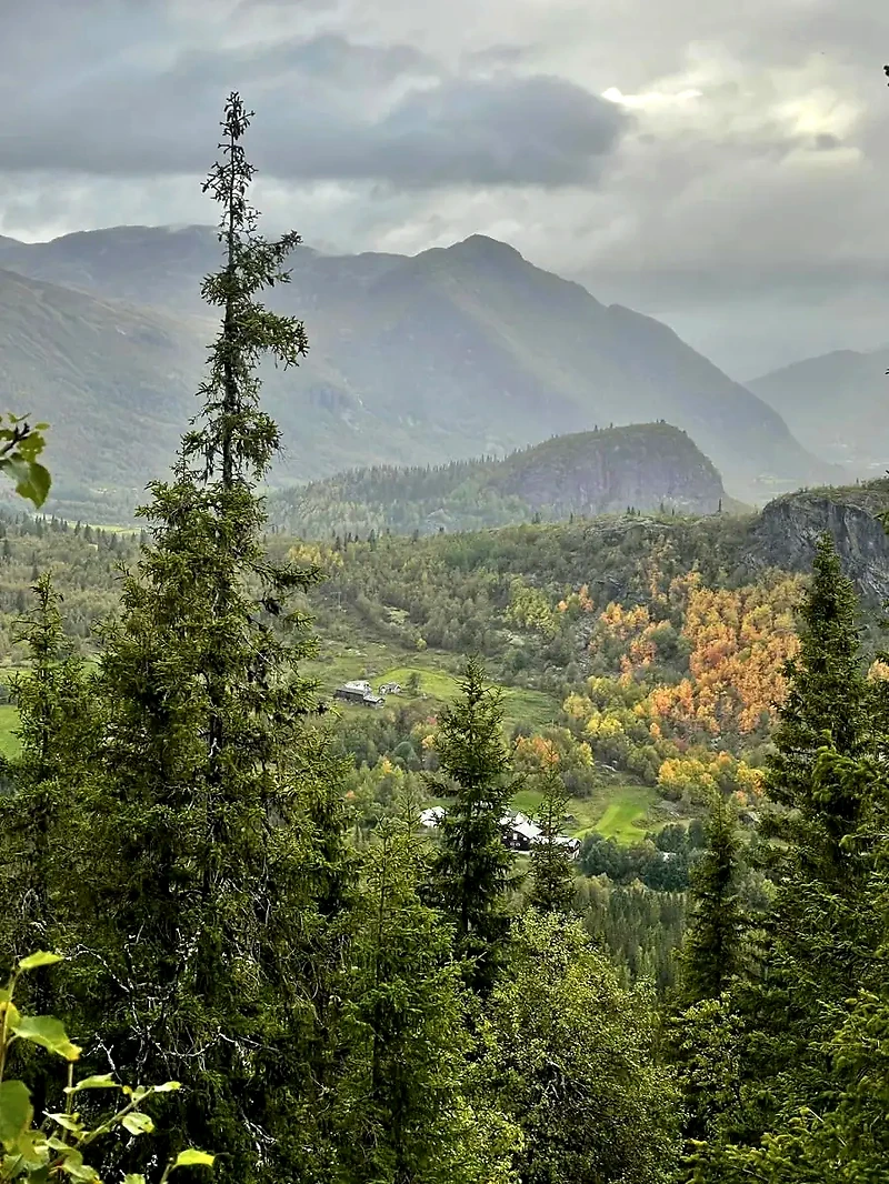 Mountain landscape with trees, perfect for running.