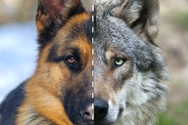 Halvt hund, halvt ulv.