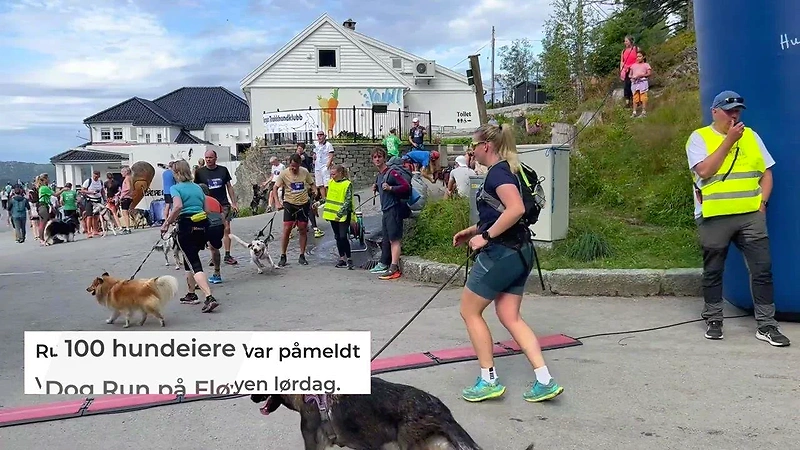 Hundeløp med mennesker og hunder på en vei.