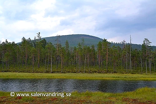 Landscape with trees and water, suitable for a trail run.